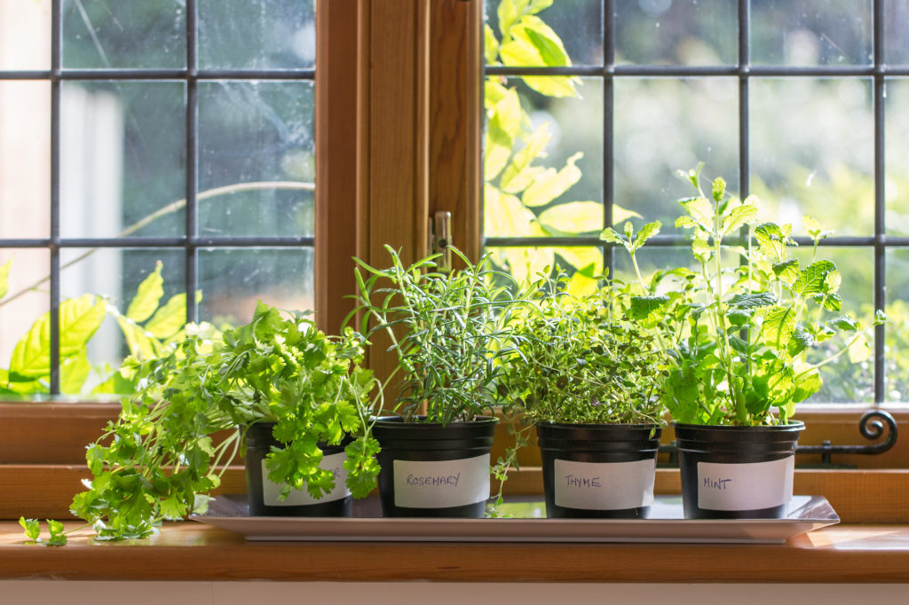 how to grow herbs 