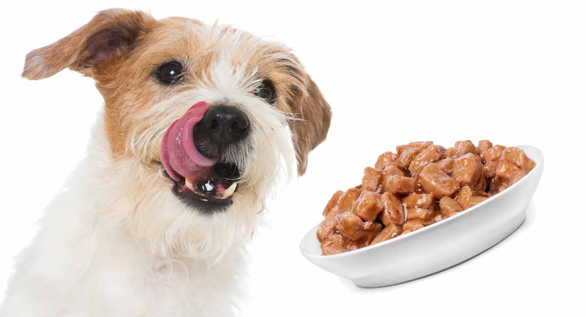 Choosing the Best Wet Dog Food for Your Pet Sweet Captcha