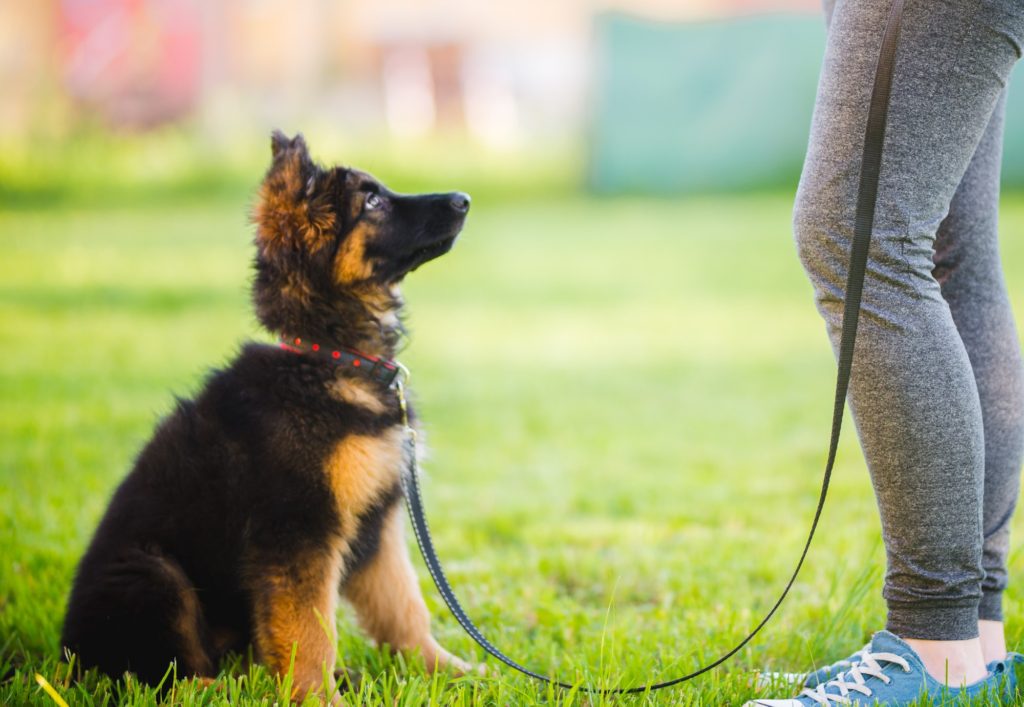 the best time to start dog training